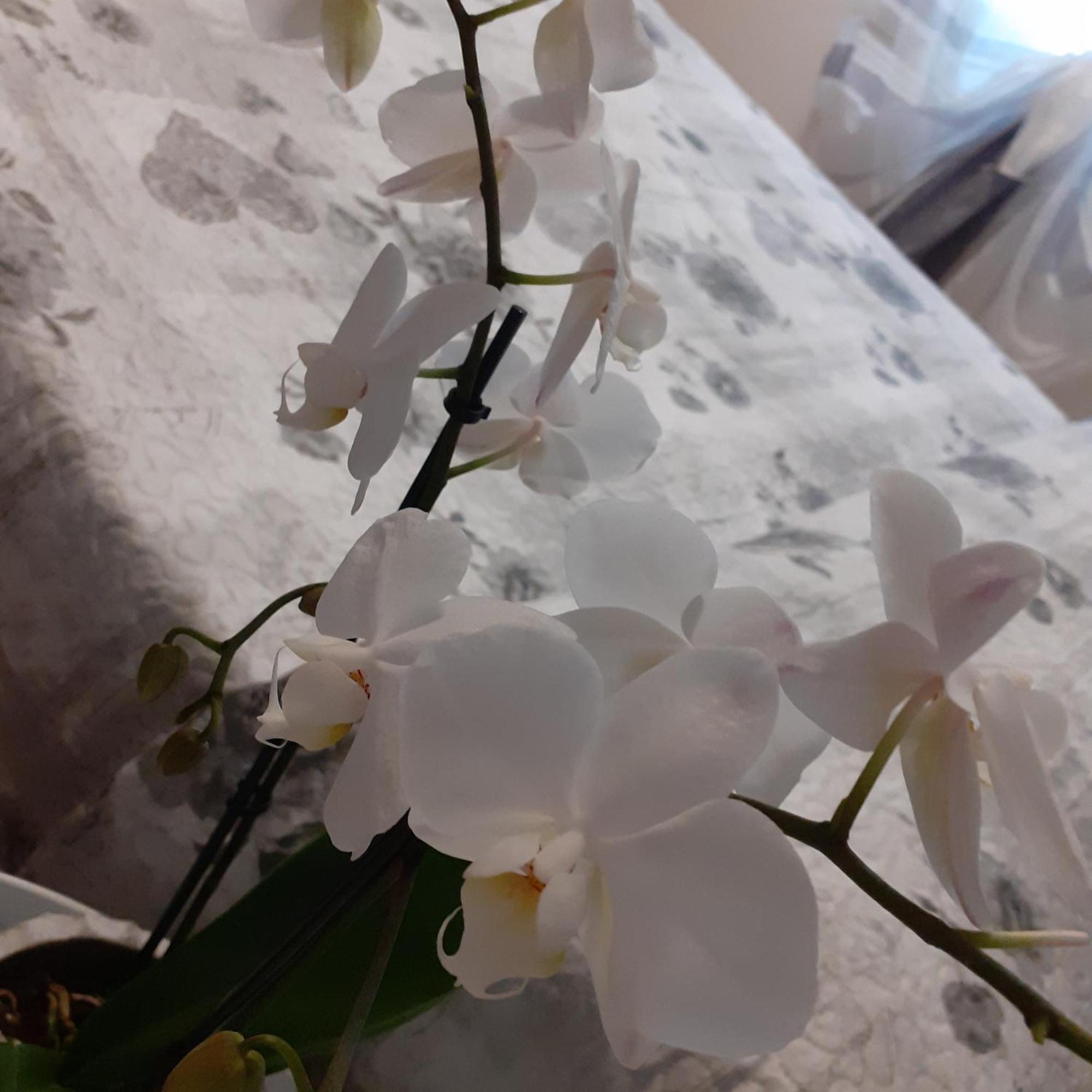 B&B Alla Bon'Ora Volpago del Montello Стая снимка